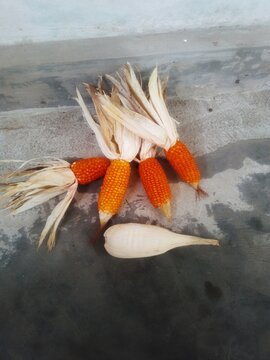 one of the crops and as a staple food