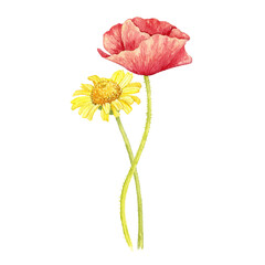 watercolor drawing flowers of red poppy and golden marguerite, yellow chamomile, isolated at white background, wild flowering plants, hand drawn illustration