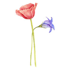 watercolor drawing flowers of red poppy and bell isolated at white background, wild flowering plants, hand drawn illustration