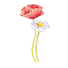 watercolor drawing flowers of red poppy and daisy, chamomile isolated at white background, wild flowering plants, hand drawn illustration