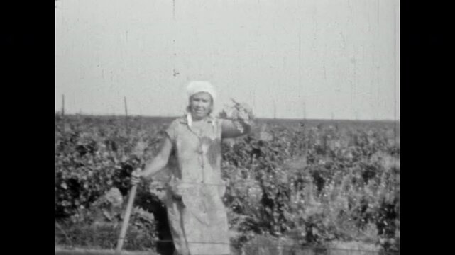 Woman farmer holds grapes on vineyards backdrop in summer. Organic wine production. Woman proudly displaying harvested in agriculture field. Grapes harvest. Old film. Archival retro. Vintage archive