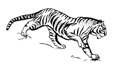 vector illustration of a zebra