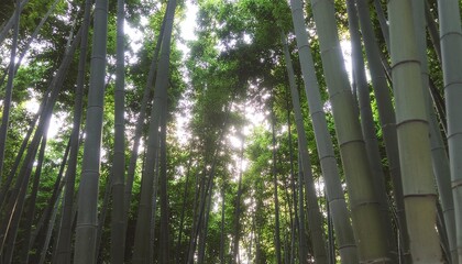 Fototapeta premium Sunlight filtering through the tall green stalks of a tranquil bamboo grove from a low angle perspective.