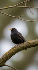 Blackbird perched on a tree branch under soft daylight with a gentle blurred nature