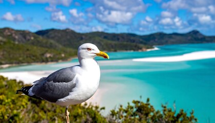 Obraz premium A seagull perches, framed by white sand and turquoise ocean