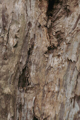 A detailed close-up of rough tree bark showing natural patterns, cracks, and organic textures, ideal for backgrounds, design materials, and nature-themed visuals.