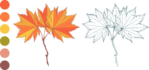 Set of hand-drawn fall colored red yellow maple gold leaves branch and autumn color palette isolated on white background. Flat and line styles vector illustration