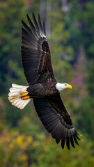 Obraz premium A majestic bald eagle soars mid-flight, wings spread, forest background