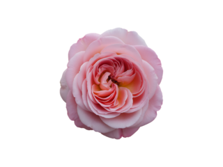 Close-up of a delicate pink rose bloom with layered petals isolated on a transparent background