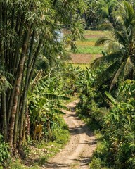 Obraz premium A serene dirt road winds through lush green tropical vegetation leading to farmland, landscape