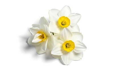 Three white daffodils with yellow centers on a white background