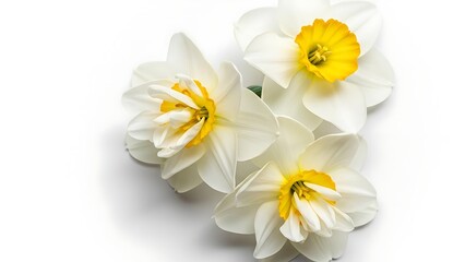Delicate white daffodils with yellow centers on a white background