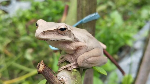 The striped tree frog (Polypedates leucomystax), also known as the common tree frog or banana frog