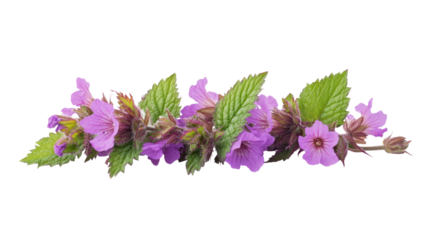 Dead nettles with vibrant purple flowers blooming among green leaves, showcasing their unique shape and color, isolated on white background
