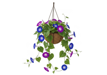 Hanging morning glory plant illuminated with colorful solar lights isolated on transparent background