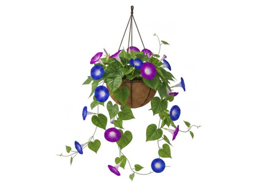 Hanging morning glory plant illuminated with colorful solar lights isolated on transparent background