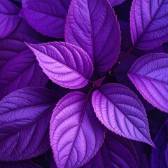 Close-up of vibrant purple leaves. Lush foliage texture in deep purple shades, showcasing detailed leaf veining