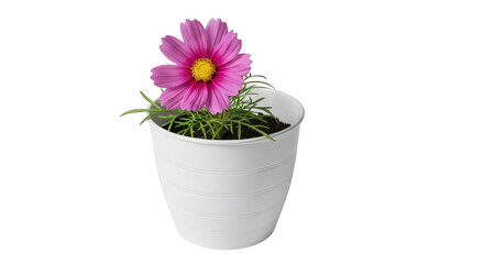 Fototapeta premium Single pink cosmos flower blooming in a white pot isolated on transparent background