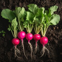 Row of vibrant pink radishes nestled in dark rich soil, showcasing fresh green leaves