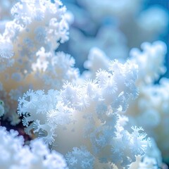Close-up of delicate, white coral formations