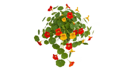 Vibrant nasturtium plant with red and yellow flowers isolated on transparent background