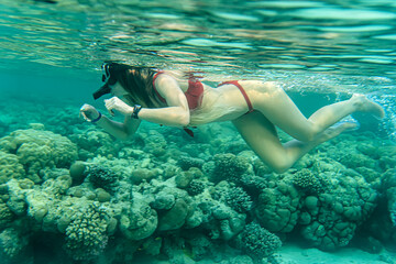 Fototapeta premium Underwater world. Coral fishes of Red sea.
