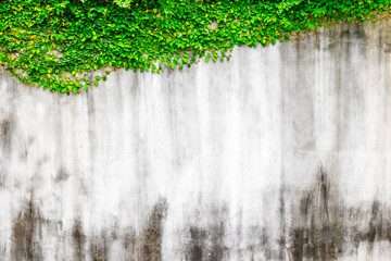 Vibrant green ivy on weathered concrete wall
