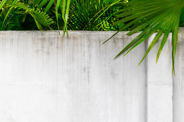 Tropical green palm leaves overhanging a white concrete wall in bright sunlight