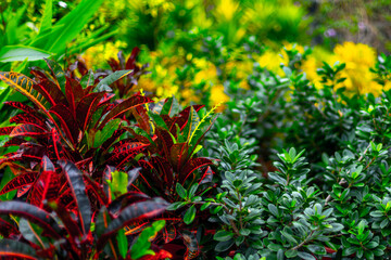 Vibrant tropical foliage with red crotons and lush greenery