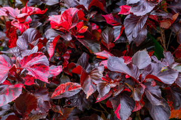 Vibrant red and purple leaves of tropical foliage plant close-up