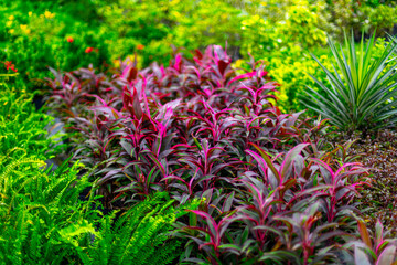 Vibrant tropical garden with lush red and green foliage