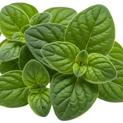 Oregano Leaf Cluster on white background