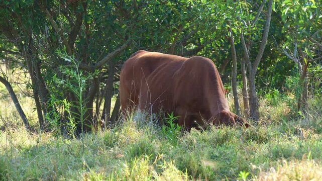 A Droughtmaster cattle, grazing in a grassy area with dense green foliage and tree branches in the background, close up shot.