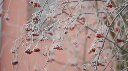 Frost-covered branches hang heavy with clusters of orange berries. Modern residential building in the background. - Powered by Adobe