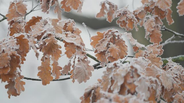 Withered oak tree leaves covered with a thin lace of hoarfrost. Parallax video.