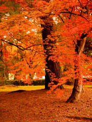 もみじの木々が赤く色づき美しい景観を見せる京都御苑の風景