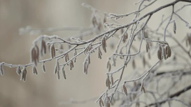 Close-up views show slender twigs with withered catkins wrapped in hoarfrost, their pale outlines standing out against a softly blurred backdrop of winter tones.