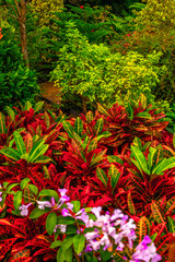 Vibrant tropical garden with colorful foliage and orchid blossoms