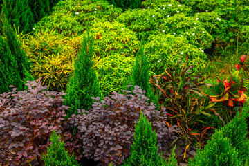 Vibrant garden landscape with diverse greenery and colorful foliage