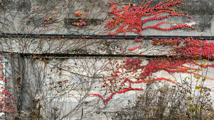 red vines on a rough wall
