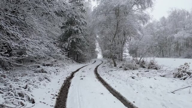 The drone moves gently between densely packed snowy trees, showcasing a cold forest corridor filled with birch and pine