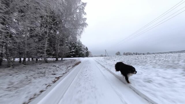 Slow-motion shot from behind the car shows a Border Collie chasing the vehicle along a snowy road between forest and open field