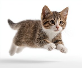 Obraz premium Studio shot of an adorable small tabby kitten leaping in mid-air with paws outstretched, isolated on a clean white background.