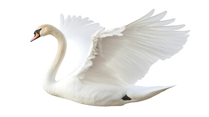 Obraz premium A majestic white swan with wings spread wide against a stark black background in a graceful pose