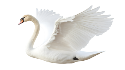 A majestic white swan with wings spread wide against a stark black background in a graceful pose