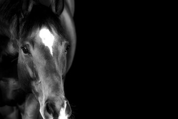 Horse, portraits, black, background, color, animal, studio, flash