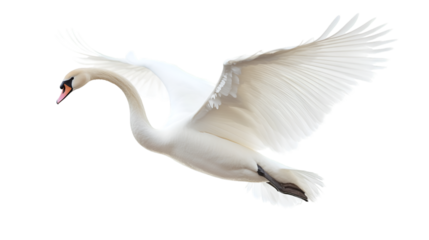 A graceful mute swan in flight showcasing its pristine white feathers against a black background