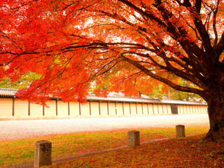 赤く色づいたもみじ越しに見る京都御所の土壁
