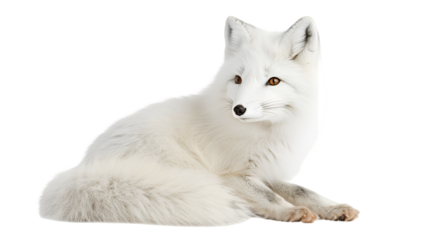 A white arctic fox lying down with its head turned to the right on a black background looking curious