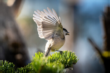 Great tit landing on a pine branch in a forest clearing © VasilAndreev Photo
